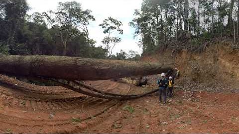 360 Video - Sustainable Logging 2 - Dragging Log - Kalimantan
