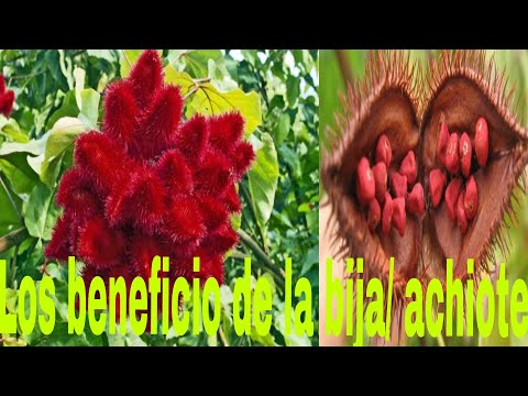 Video: ¿Por qué el achiote es malo para ti?