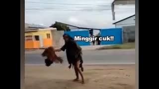 pertarungan sengit ayam vs orang gila...😱😱😱😂😂😂😂