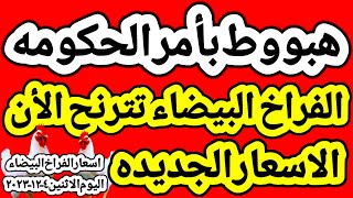 اسعار الفراخ البيضاء اليوم/ سعر الفراخ البيضاء اليوم الاثنين ٤-١٢-٢٠٢٣ في مصر