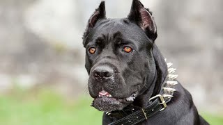 Cane Corso in training by Gods Creations Daily 580 views 1 year ago 1 minute, 27 seconds
