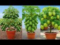 Propagate Avocado Mango and Papaya and Other Fruits Trees 300x Faster Using This One Trick