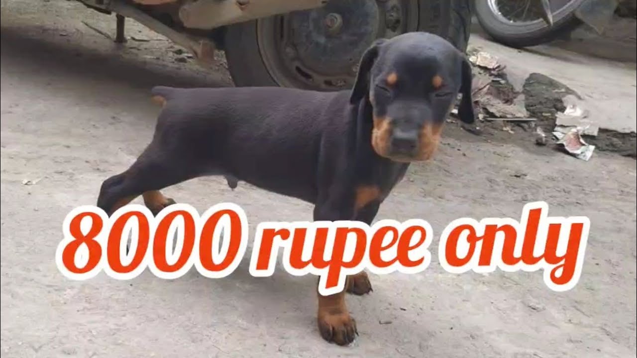 Doberman puppies for sale9866907597vijayawadadog market in