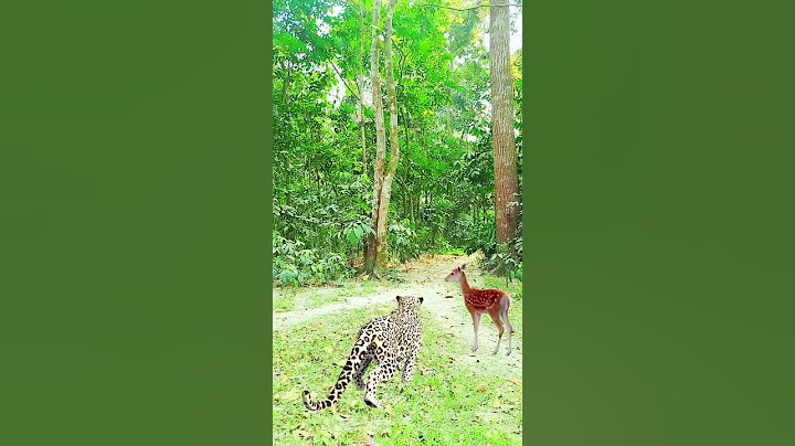 🐅 Leopard attacked wild boy in  jungle men, Help,,#vfx #wildlife #animals #foryou #subscribe #video