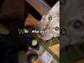 #fypシ #fyp #cat #funny #viral #pets #kitten #funnypets #cute #funnycats #cutecat #kitty #subscribe