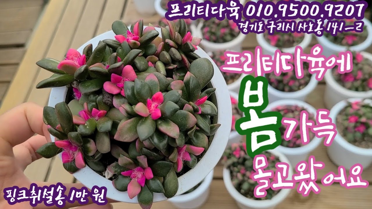 봄을 부르는 핑크취설송! 예쁜 신상 다육과 만나요💕!프리티다육 010.9500.9207 *유료광고포함*