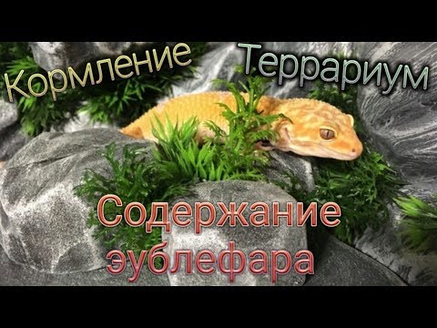 СОДЕРЖАНИЕ ПЯТНИСТОГО ЭУБЛЕФАРА/КОРМЛЕНИЕ/ТЕРРАРИУМ