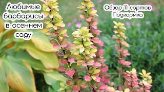 Любимые барбарисы в осеннем саду. Обзор 11 сортов