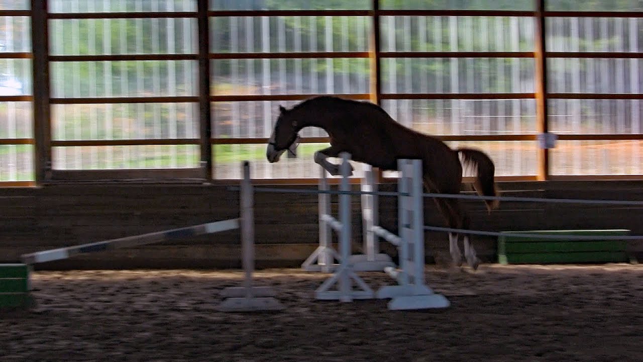 UTARRO GT | Warmblood Sales