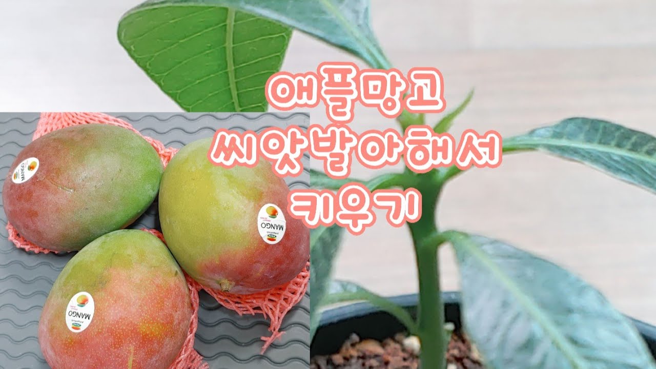 애플망고키우기 애플망고 씨앗발아해서 키우기 ~ 느리지만 천천히 ~~ 애플망고 키우기