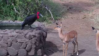 Selfish Ground Hornbill | Ranger Insights by Explore Africa 1,148 views 1 year ago 2 minutes, 15 seconds