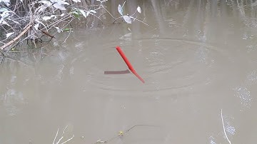 Câu Cá Rô Đồng , Giật Trúng Mấy Ông Cụ Rô Già Dưới Bụi Rau Nhút Đã Cái Tay