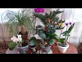#комнатные_растения Обзор комнатных растений/цветов в феврале 2021 Комнатные цветы