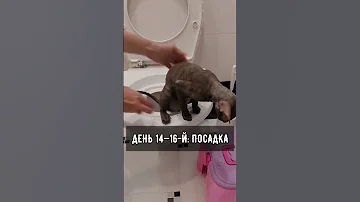 Как приучить кошку к унитазу?