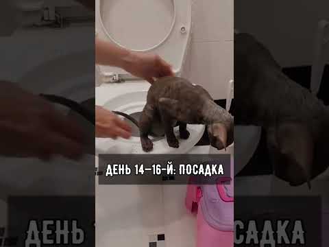 Видео: Вы должны научить свою кошку пользоваться туалетом?