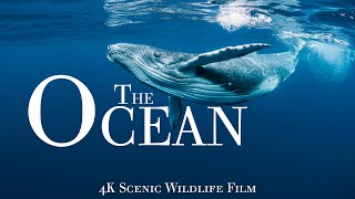 The Ocean 4K - Scenic Wildlife Film With Calming Music | Scenic Relaxation