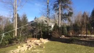 Cutting big spruce close to everything