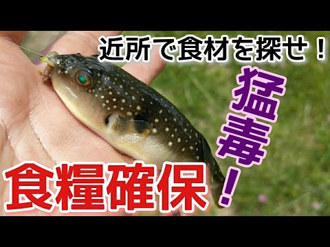 食糧難 クサフグ捌いて食うpoisonous Fish毒魚 Youtube