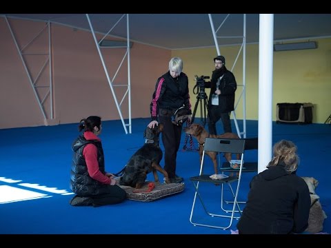 Video: Studie: Téměř Polovina Všech Rodičů Domácích Zvířat Nemá Bezpečnostní Vybavení Pro Své Psy