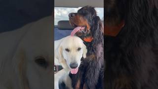 Gordon Setter and Golden Retriever go for walks  #morning #walkingdog #love