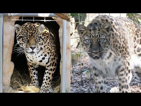 Video: Pet Scoop: Rare Amur Leopard Gemenii născuți, masina distrusă pentru a salva pisica înfricoșată