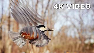4K Virtual Window: Japanese Woodland Birds in Sunny Forest | High-End Nature Ambient
Transform your screen into a tranquil Japanese woodland. Watch as beautiful Varied Tits and Great Tits fly around a peaceful, sunlit forest in stunning 4K detail.
This cinematic Virtual Window is crafted to provide pure nature ASMR for luxury interiors, deep focus, and profound relaxation. No background music—just the authentic, tranquil sounds of the forest.
- 4K Ultra HD Visuals
- Pure Nature Soundscape (ASMR)
- Ideal for OLED TVs & Luxury Spaces
#4KVirtualWindow #NatureAmbient #BirdWatching #ZenForest #ASMR 4K Virtual Window: Japanese Woodland Birds in Sunny Forest | High-End Nature Ambient