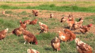 Free Range Egg Production – Case Study