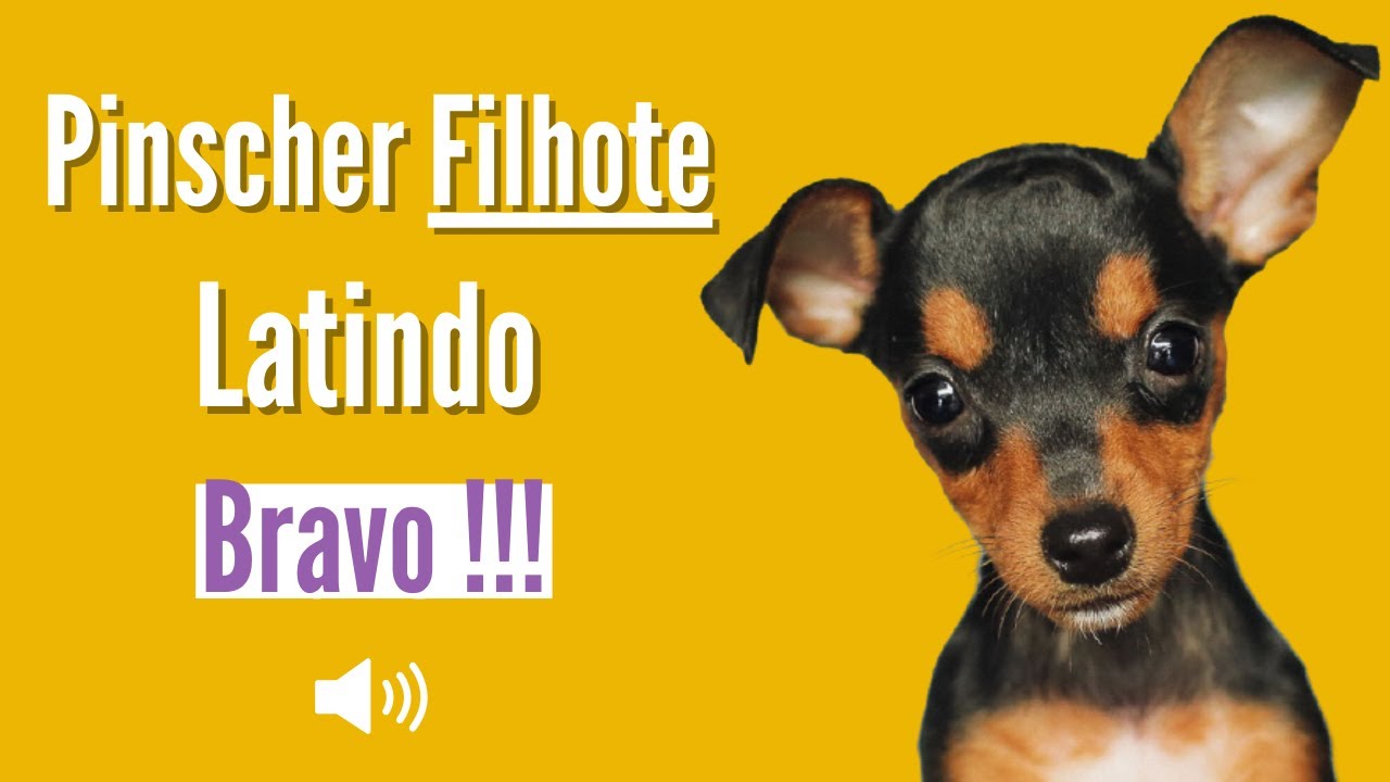 Cachorro Pinscher latindo ( FILHOTE ) Latindo Alto YouTube