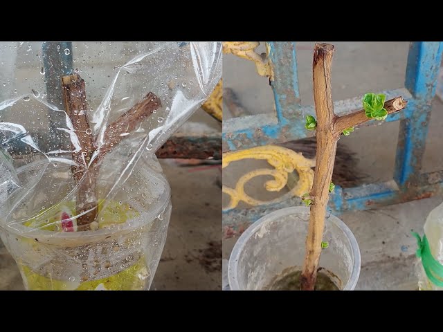 How to grow mango trees in a new way / How tu class=