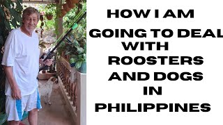 How To Deal These Nuisance Roosters and Dogs In Philippines, Will It Be War?#philippines #retirement