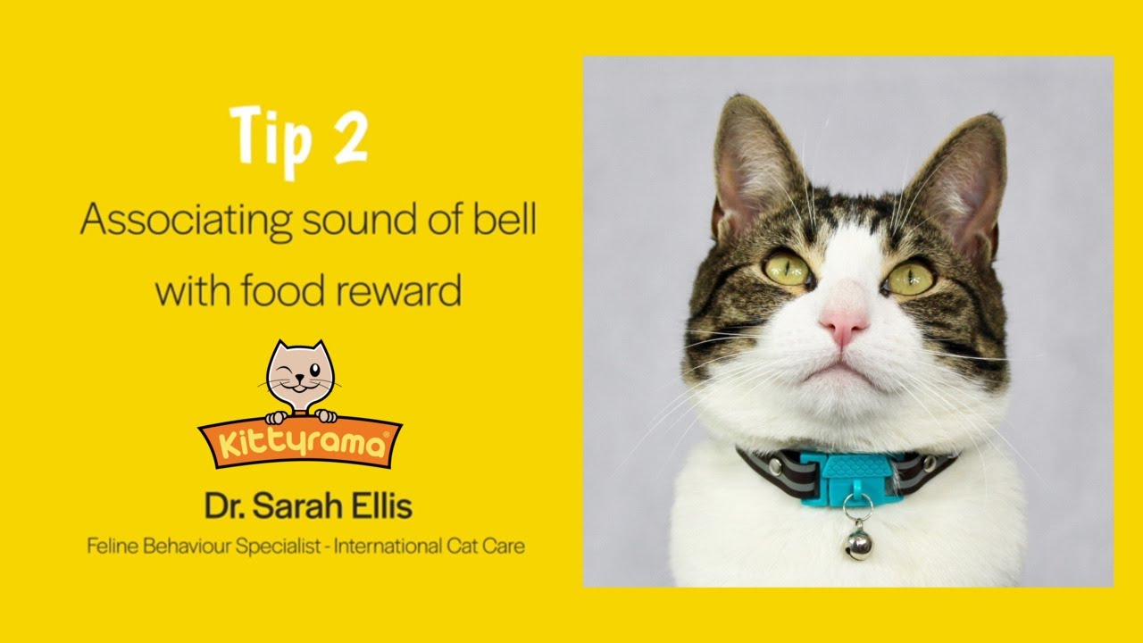 How to help cats get used to cat collar bells - YouTube