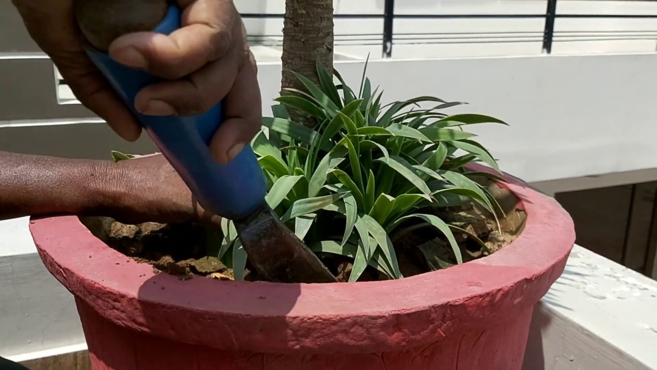 Yucca plant propagation YouTube