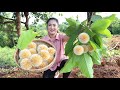 Have you ever seen this fruit at your place? / Harvest vegetable around home for cooking