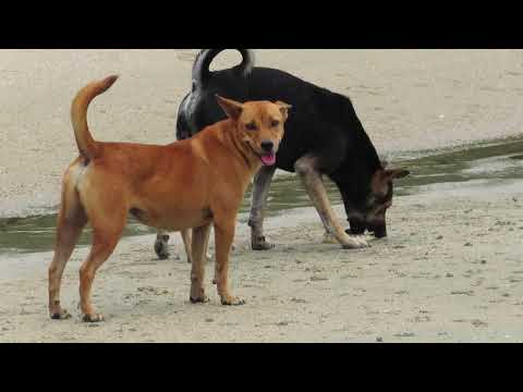 Video: Lär Barn Att Förhindra Hundbett