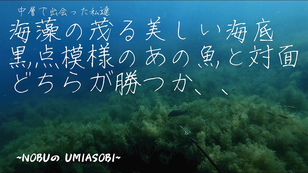 オオモンハタ(大紋羽太)Areolate grouper オオモンハタとの睨めっこ、さてどっちが勝つか 【3分突きシーン】4K画質 - YouTube
