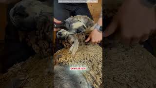 Speedy Shearer Makes It Look Illegally Easy