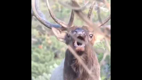 Крик изюбря