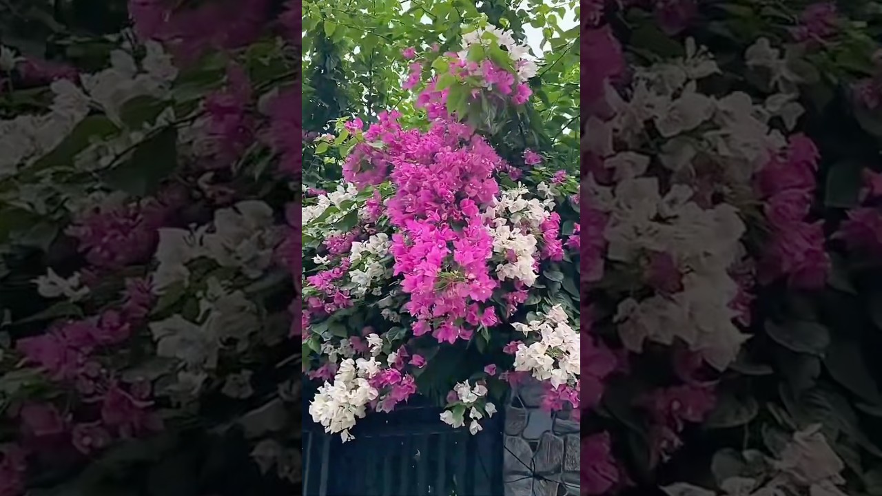 Hidden Beauty of Bougainvillea in Rural Vietnam #vietnam #travel #vietnamcountry #villagelife
