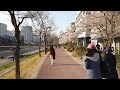 [4K] Korea, walk on the cherry blossom road of  Byeollae-dong Cafe Street