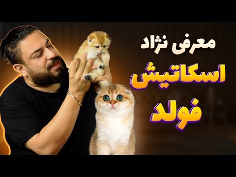 تصویری: گربه های چینی اسکاتلندی اهل کجا هستند؟