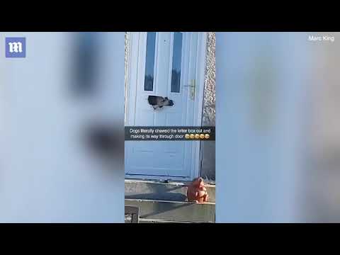 Dog is spotted chewing through a letter box and poking its head through a front door l Marc King