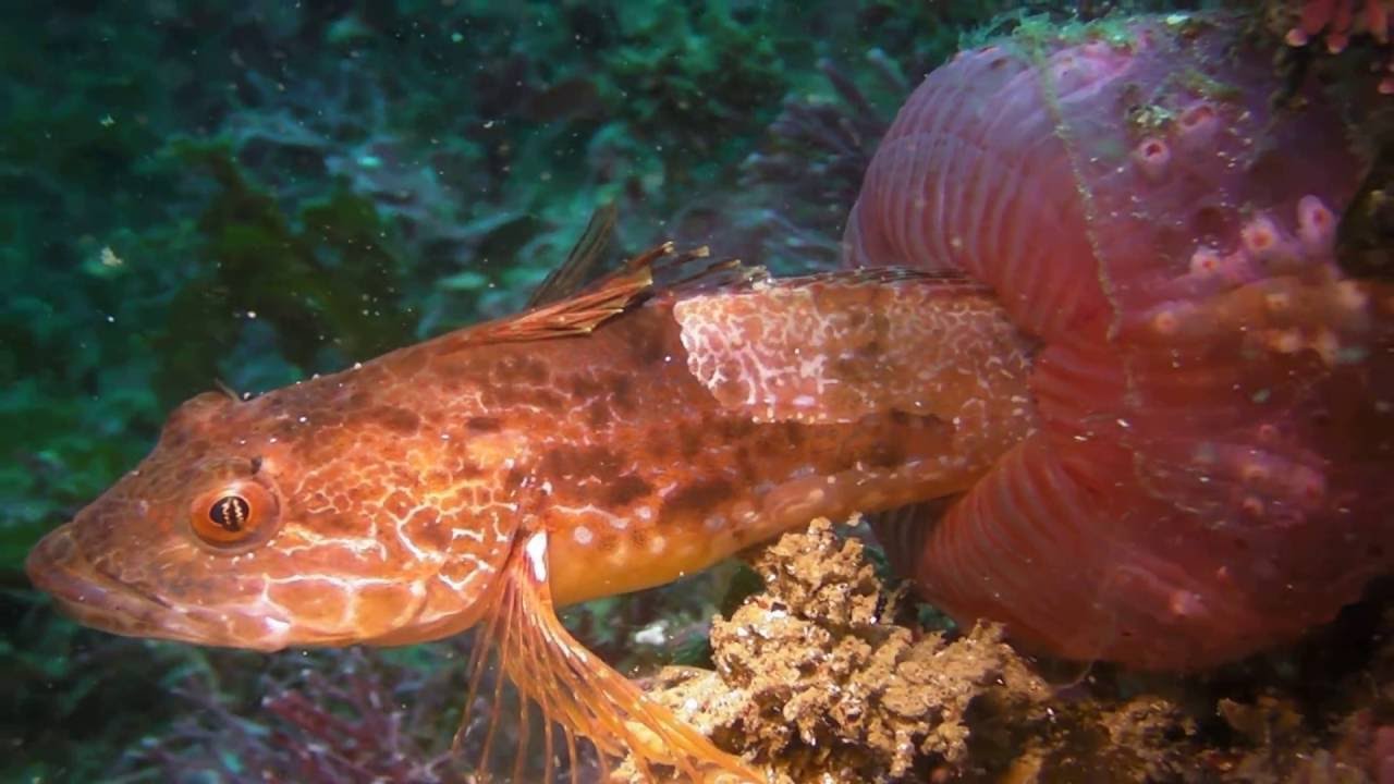 イソギンチャクが魚を生きたまま捕食 Predator Sea Anemone Youtube
