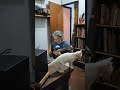 Héroes del gato Mozarello!