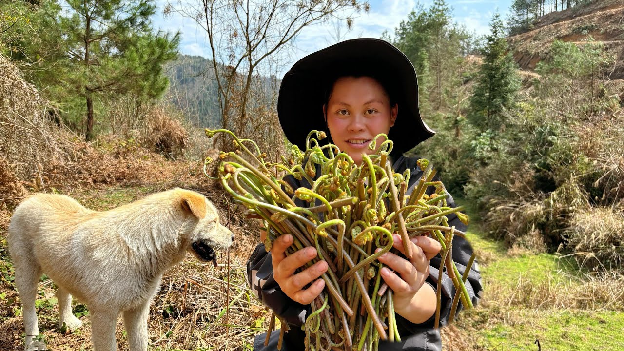 今天去山里摘了很多蕨菜，配着腊肉一起炒真是太好吃了 I picked a lot of ferns today to eat