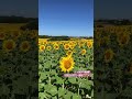 ひまわり畑で元気エネルギーチャージ🌻🇫🇷🇫🇷オクシタタニー地方