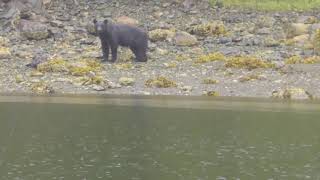 Alaska Alone - The Run Away Bear