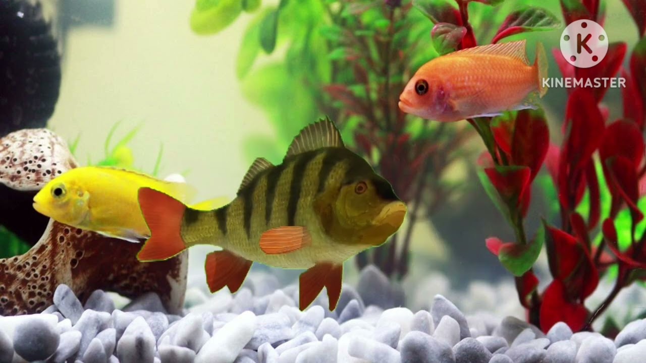 Fish swimming |tamil kids media