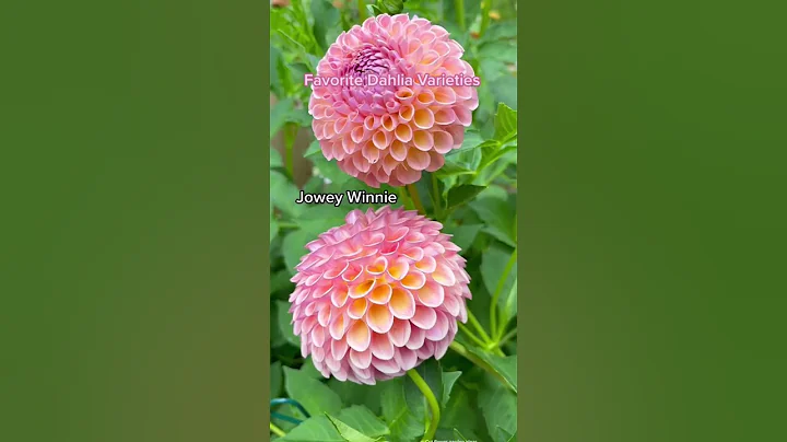 Favorite dahlia varieties #garden #gardeningtips - DayDayNews
