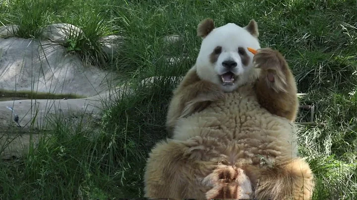 在陝西秦嶺地區的棕色大熊貓 Brown pandas in the Qinling Mountains, ShaanXi Province with subtitle| Adorable Panda - 天天要聞
