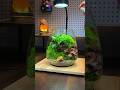 Mini Nature Art in Glass🌱🌿Garden##shorts #terrarium #minigarden#oddlysatisfying #satisfying#naturelo